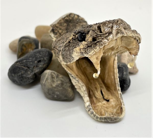 Genuine large Rattlesnake hat pin open mouth